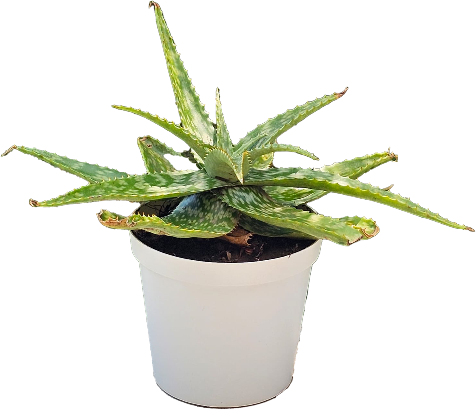 Aloe Vera white20cm