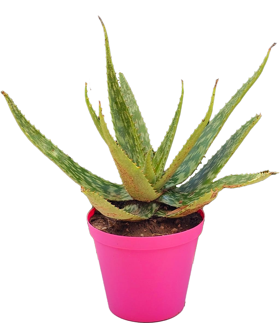Aloe Vera Terra25cm