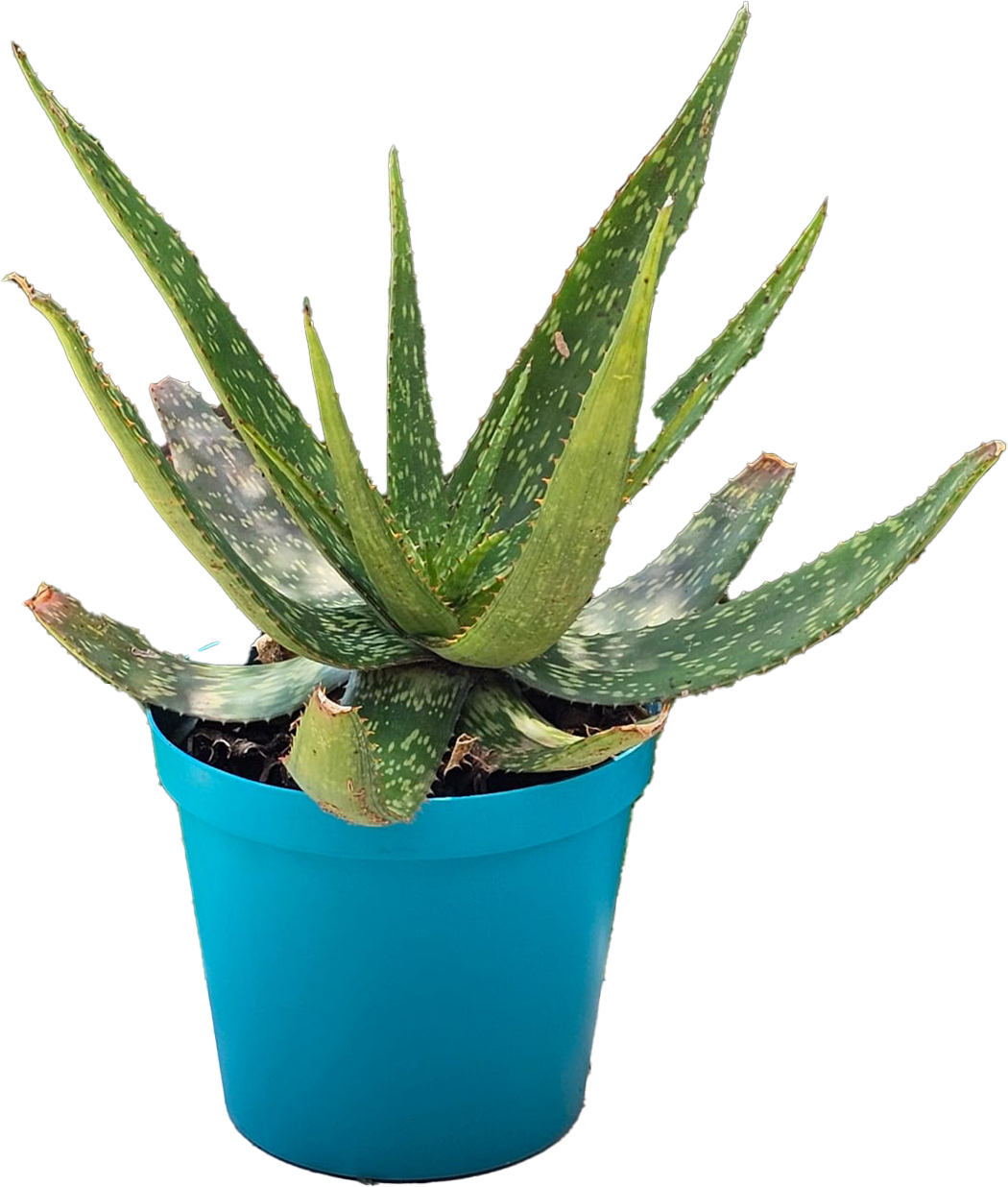Aloe Vera Teal25cm